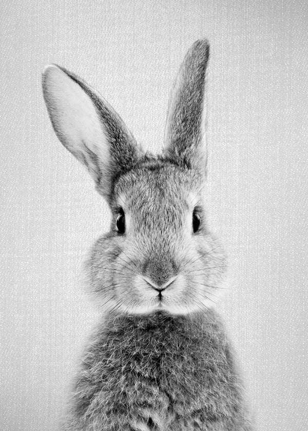 Rabbit - Black & White