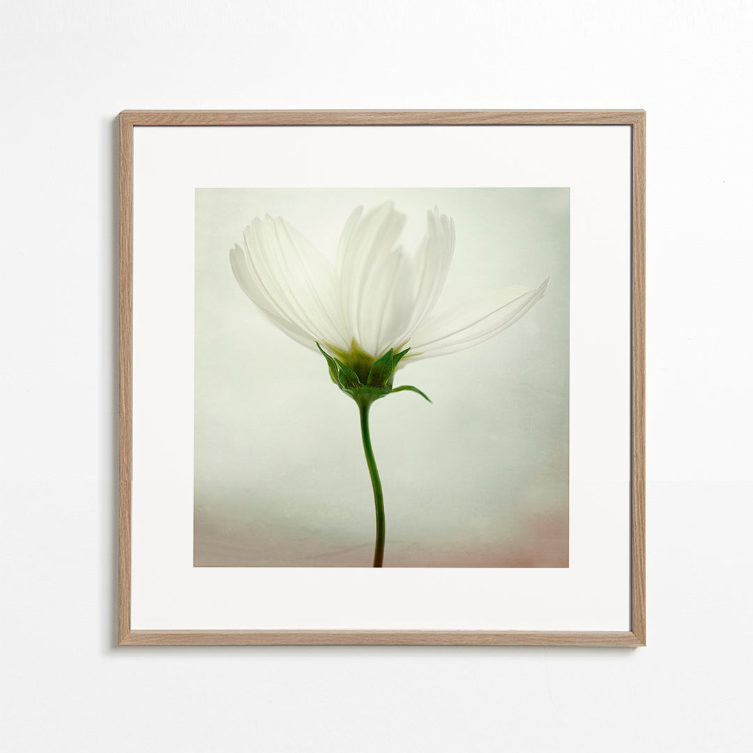 White cosmos - Lotte Grønkjær