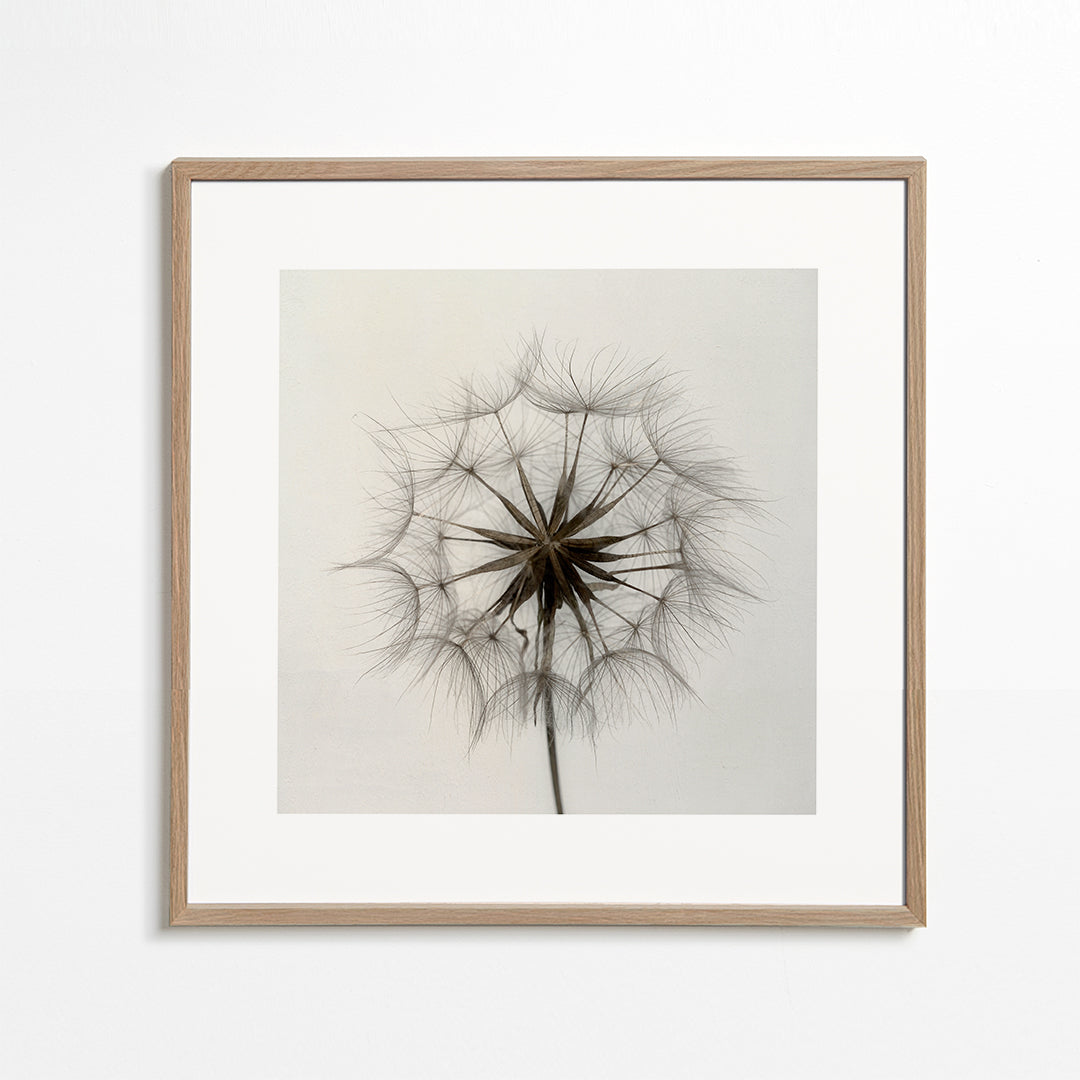 Tragopogon - Lotte Grønkjær