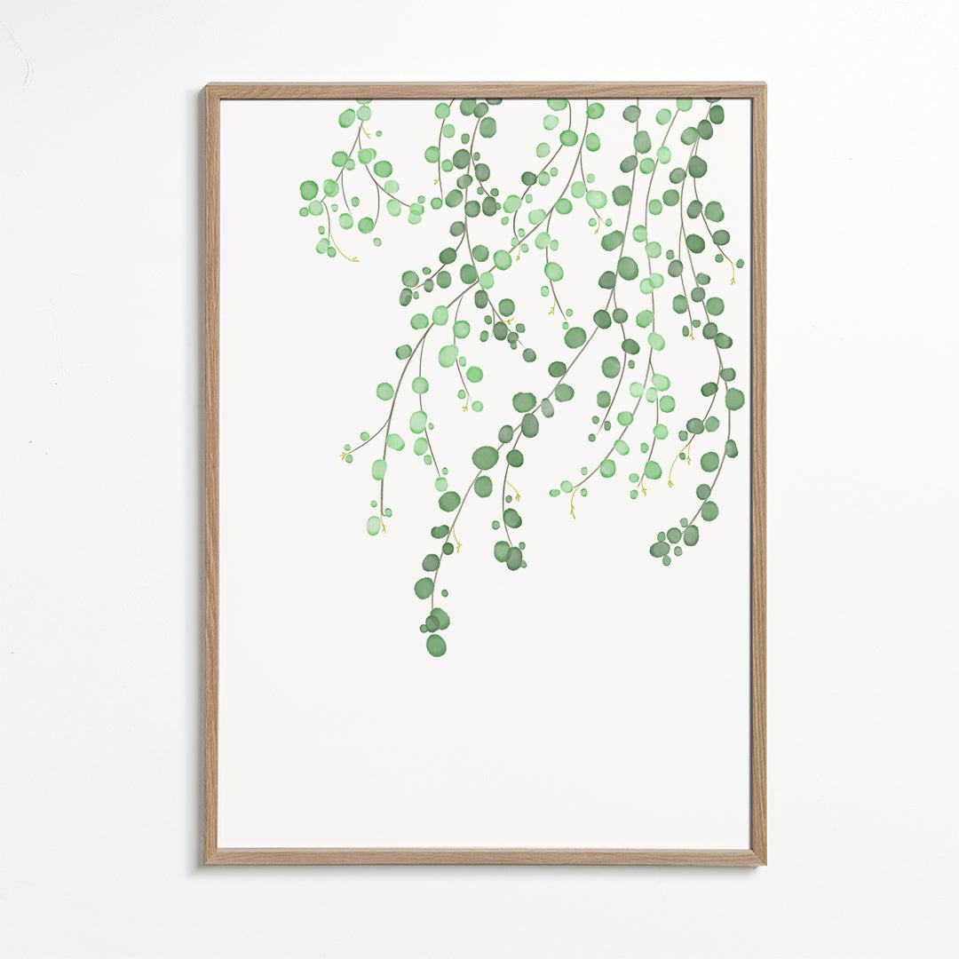 Birch Tree - 1x Studio II