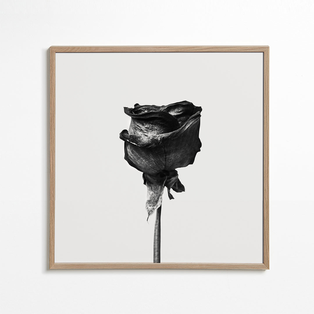 Dried rose black and white photograph - Square