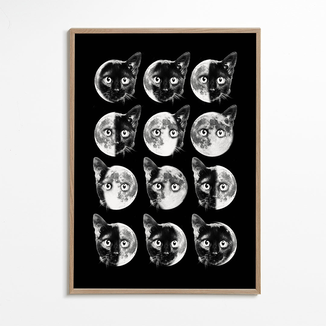 Cat moon phases