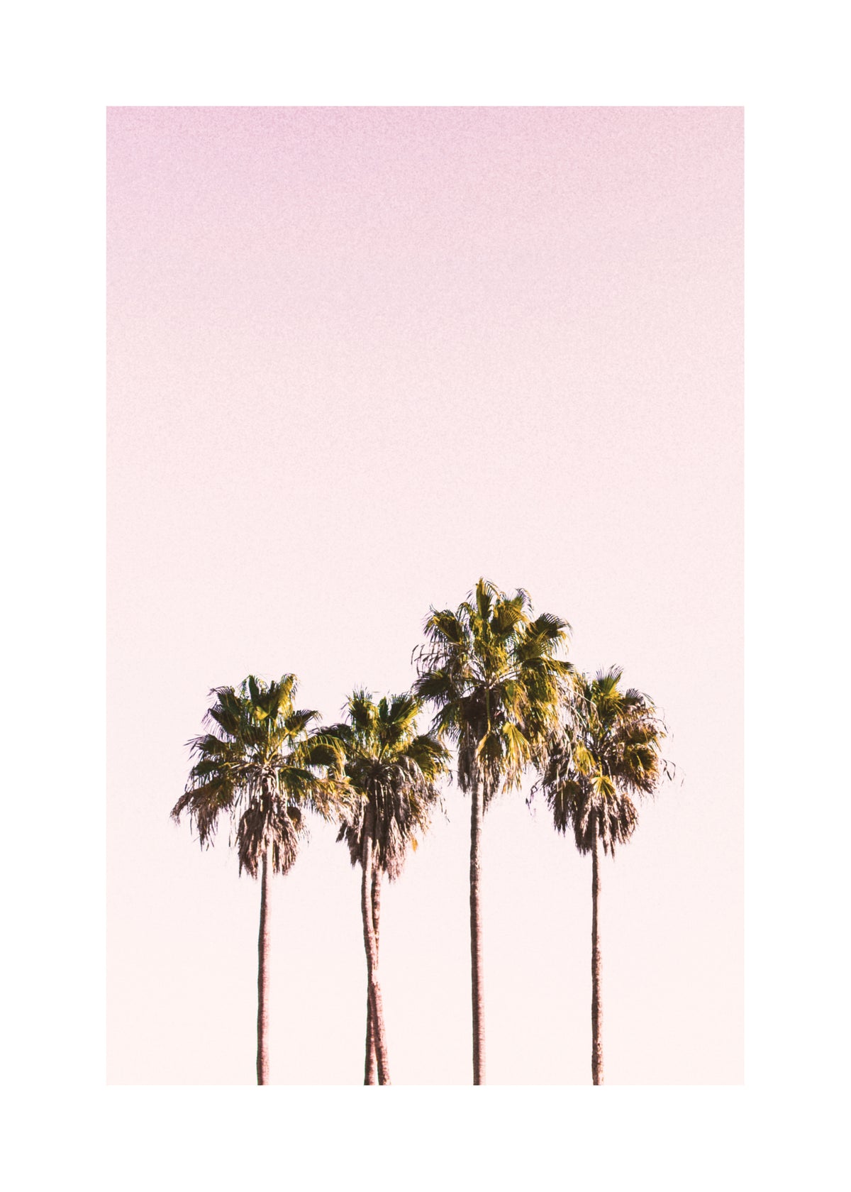 Palm trees and sky - Unframed art print