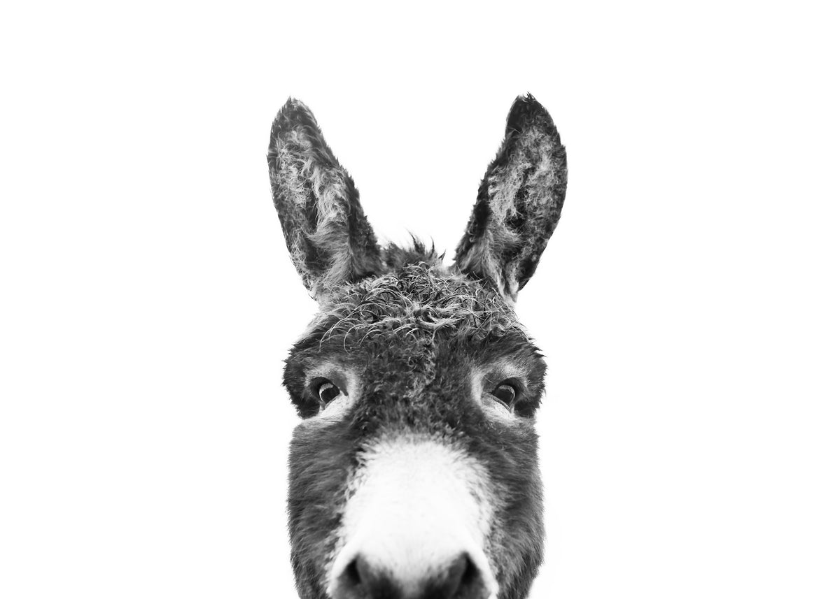 Hey donkey BW - Unframed art print