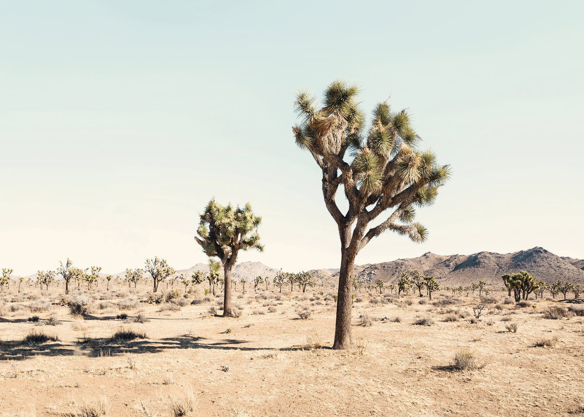 Joshua tree - Unframed art print