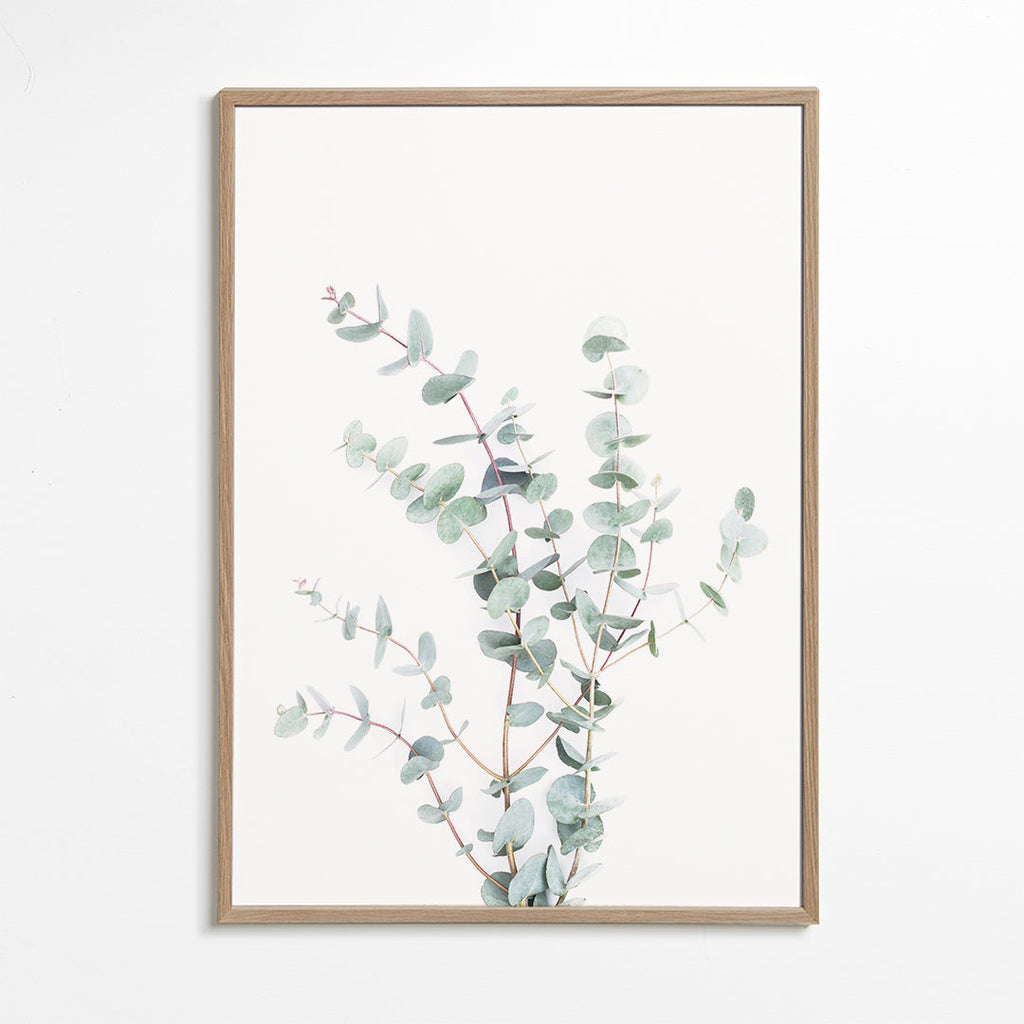 Eucalyptus Branch
