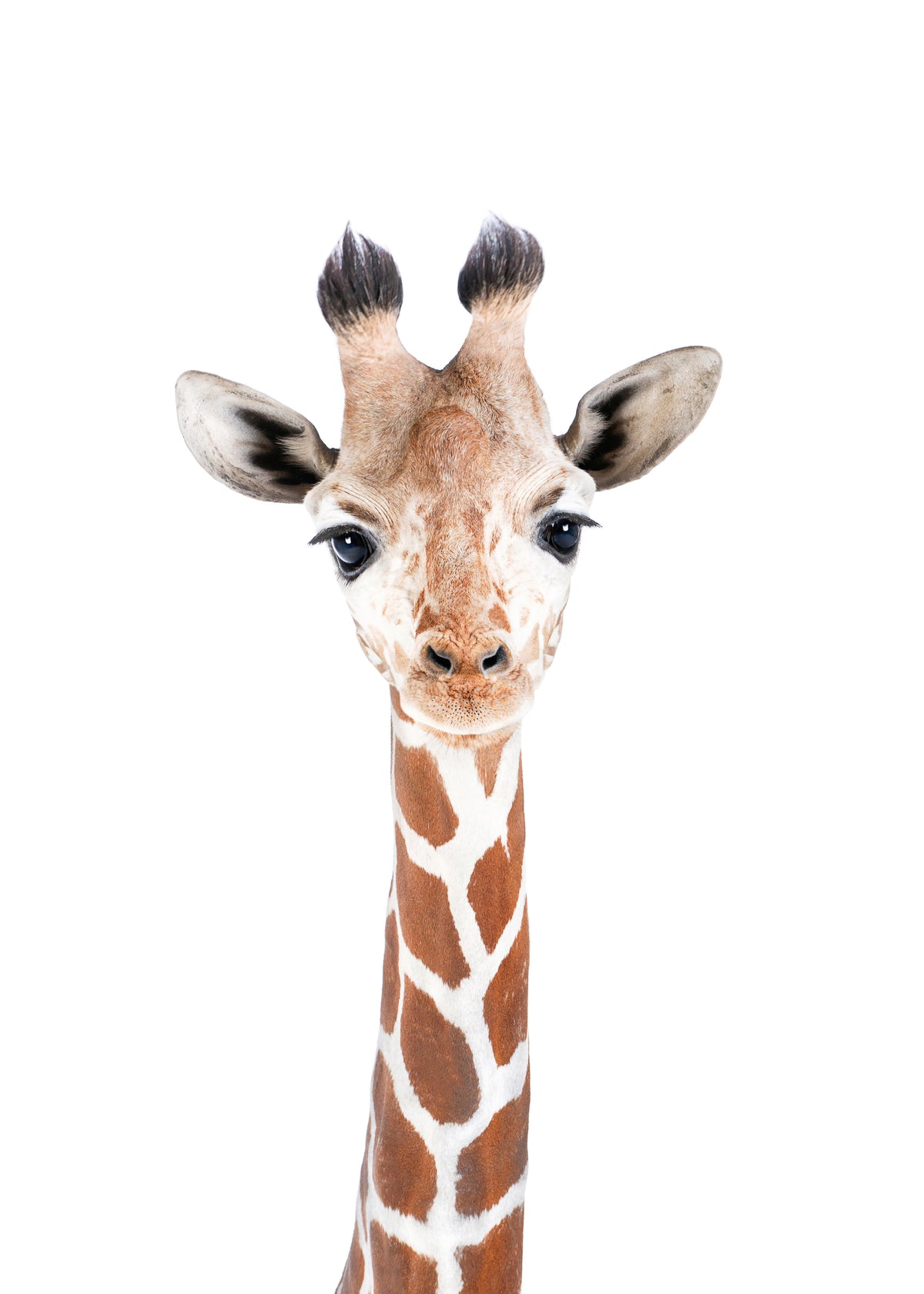 Baby Giraffe - Unframed art print