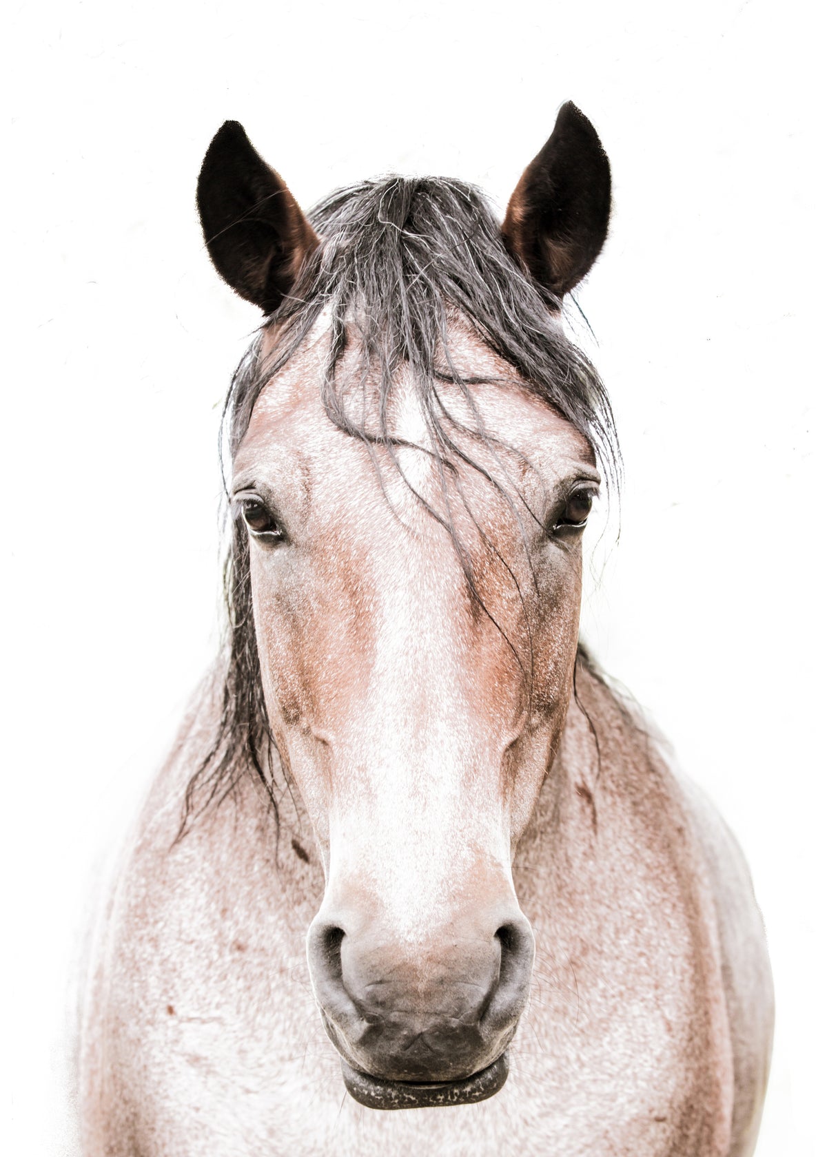 Red Horse 2 - Unframed art print