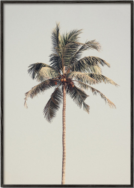 Palm tree by the beach