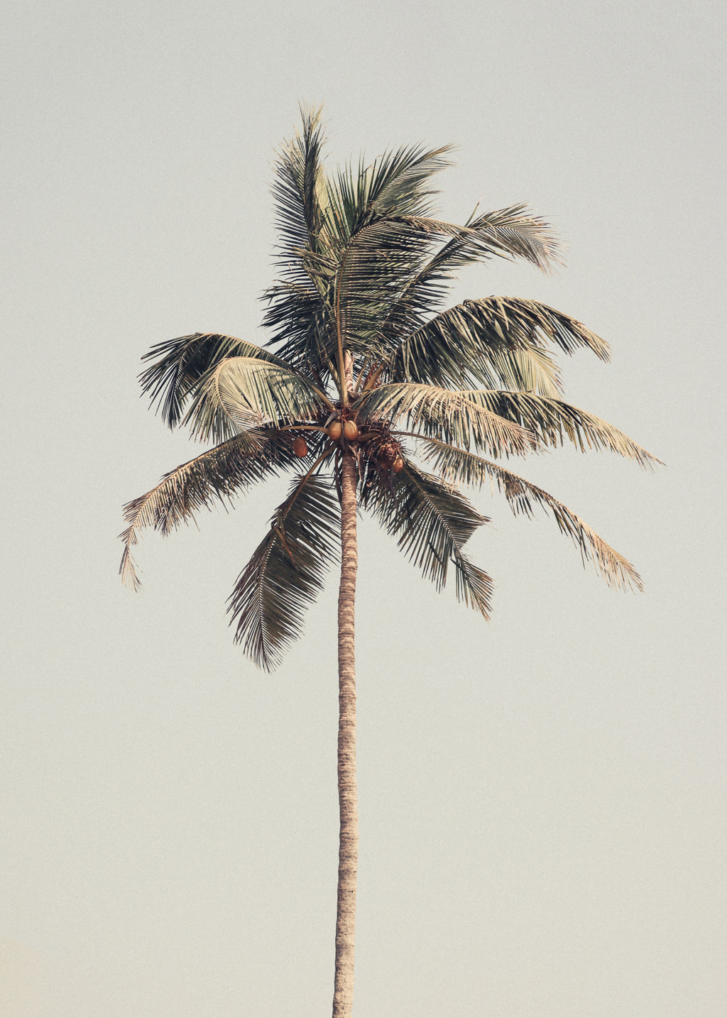 Palm tree by the beach - Unframed art print