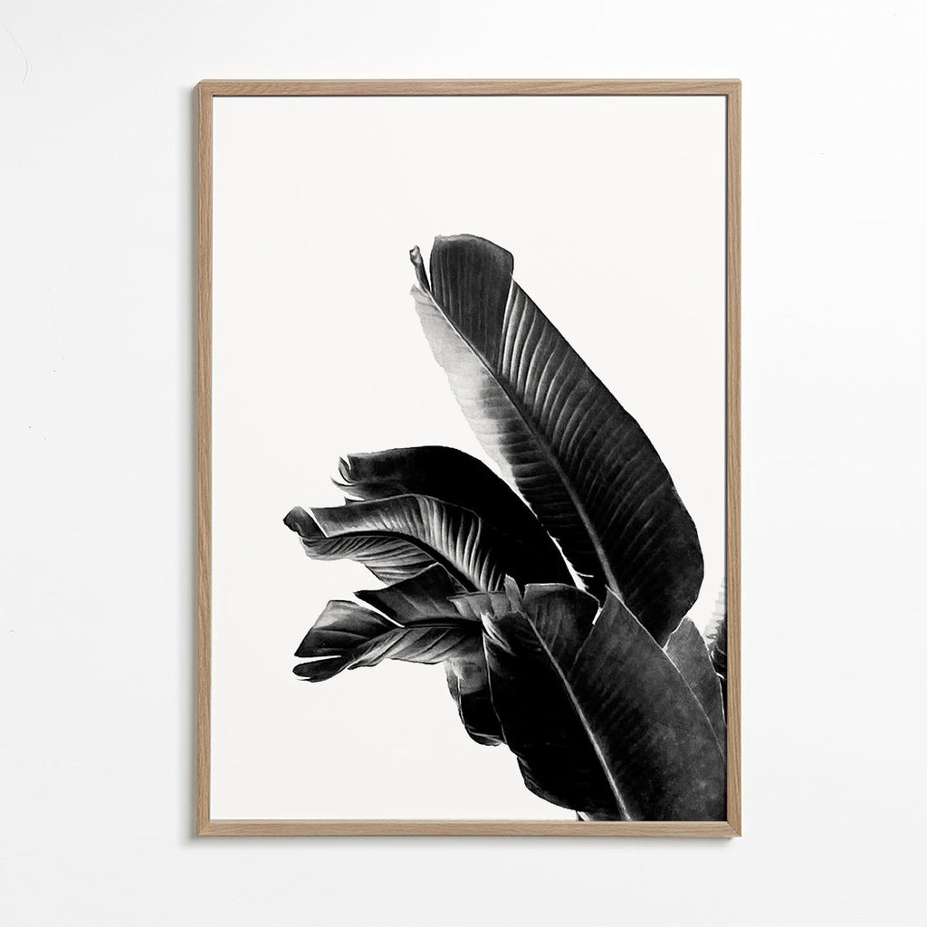 Bird of Paradise Plant Black and White 01