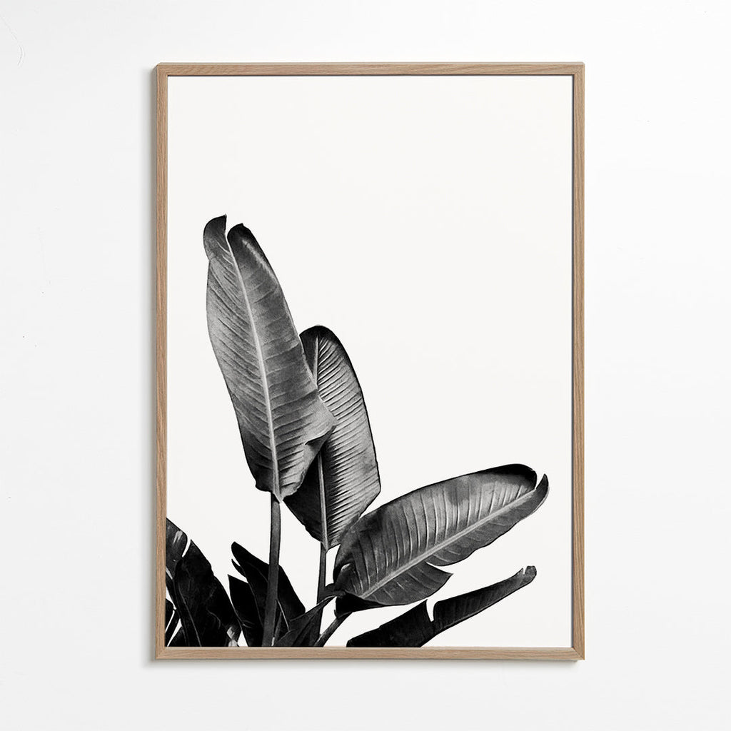 Bird of Paradise Plant Black and White 03