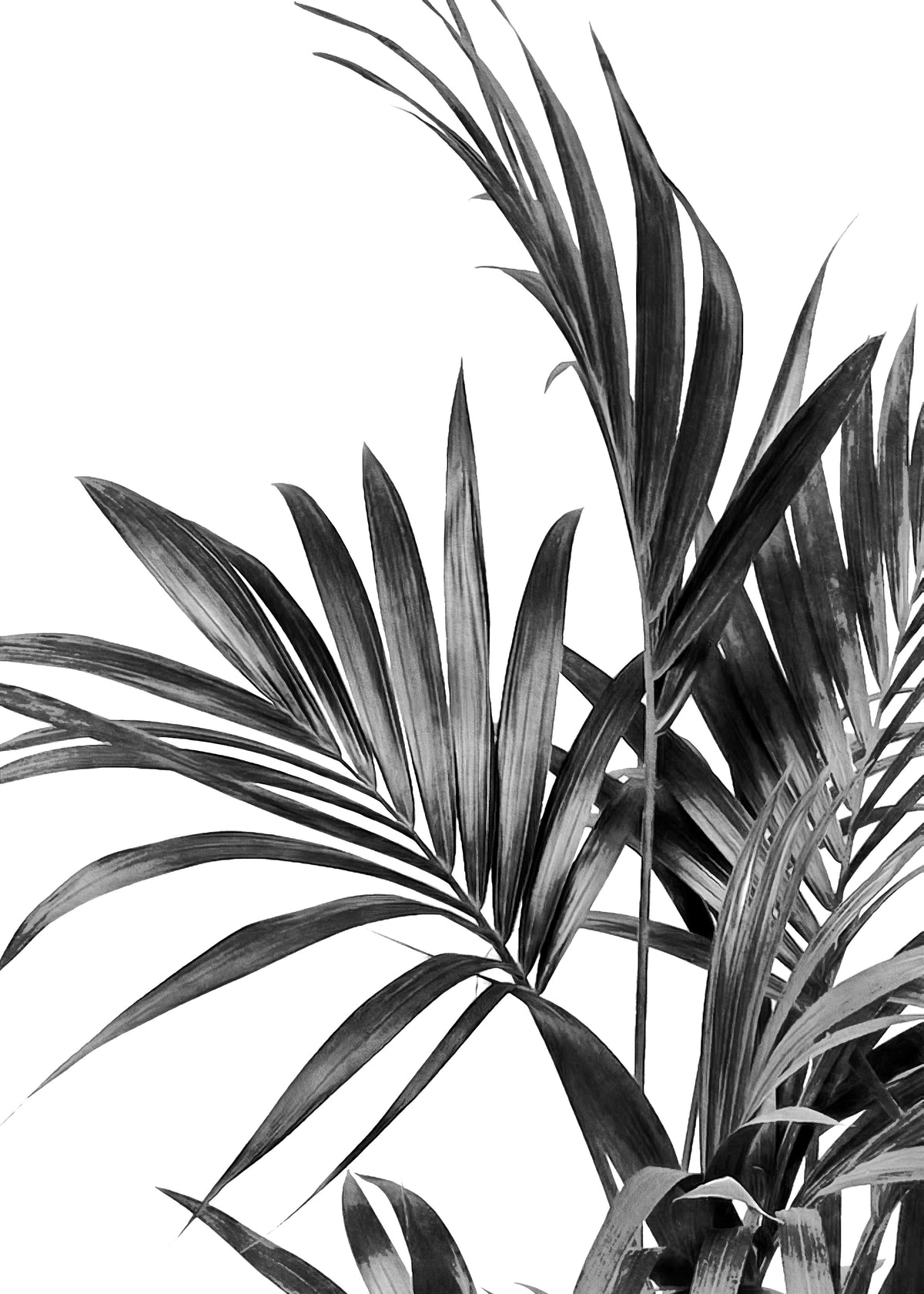 Palm Leaves Black and White 01 - Unframed art print
