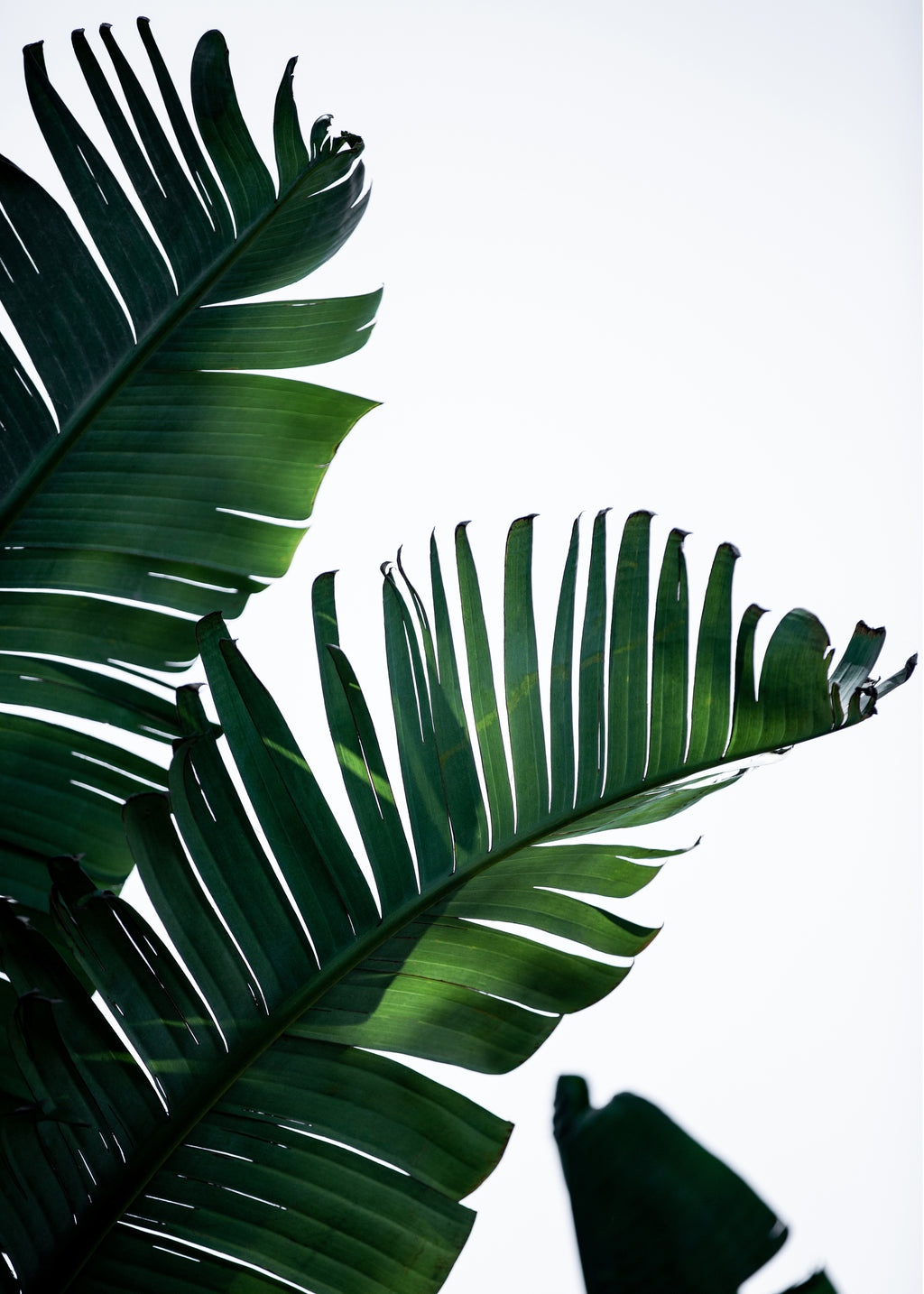 Banana Leaves 10 - Unframed art print