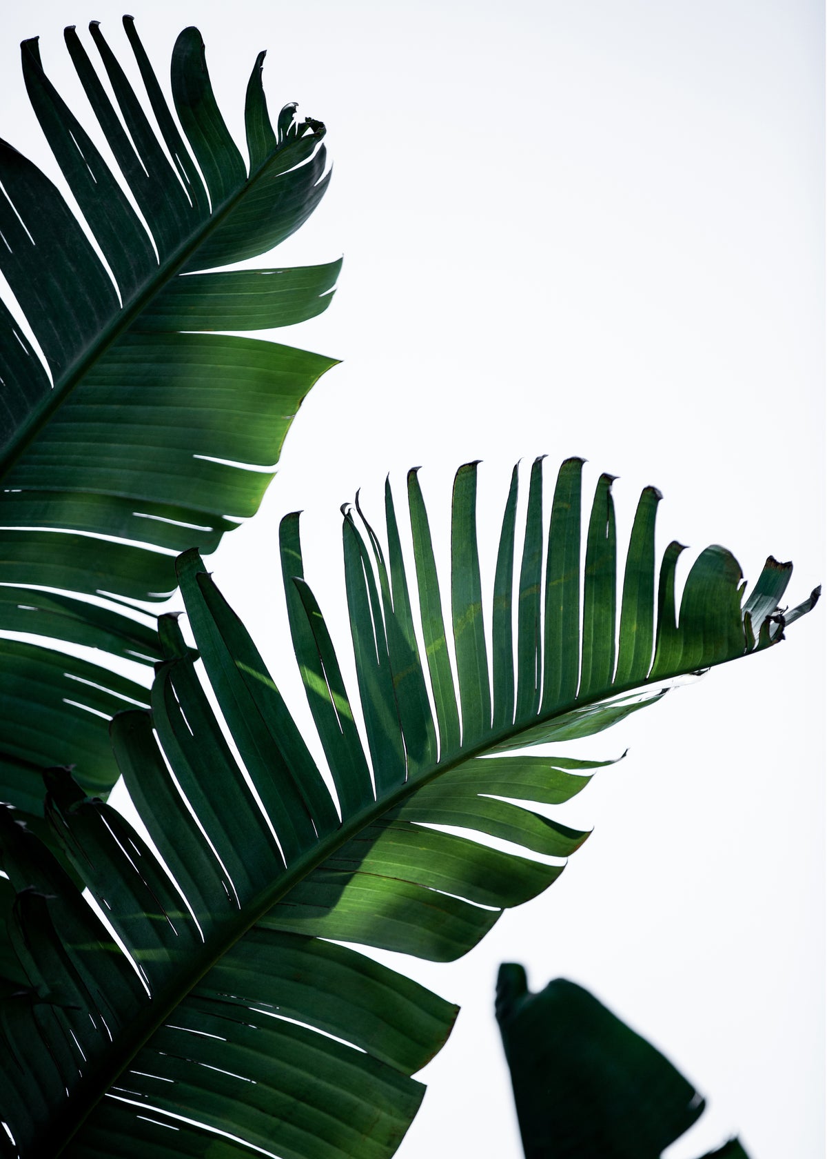 Banana Leaves 10 - Unframed art print