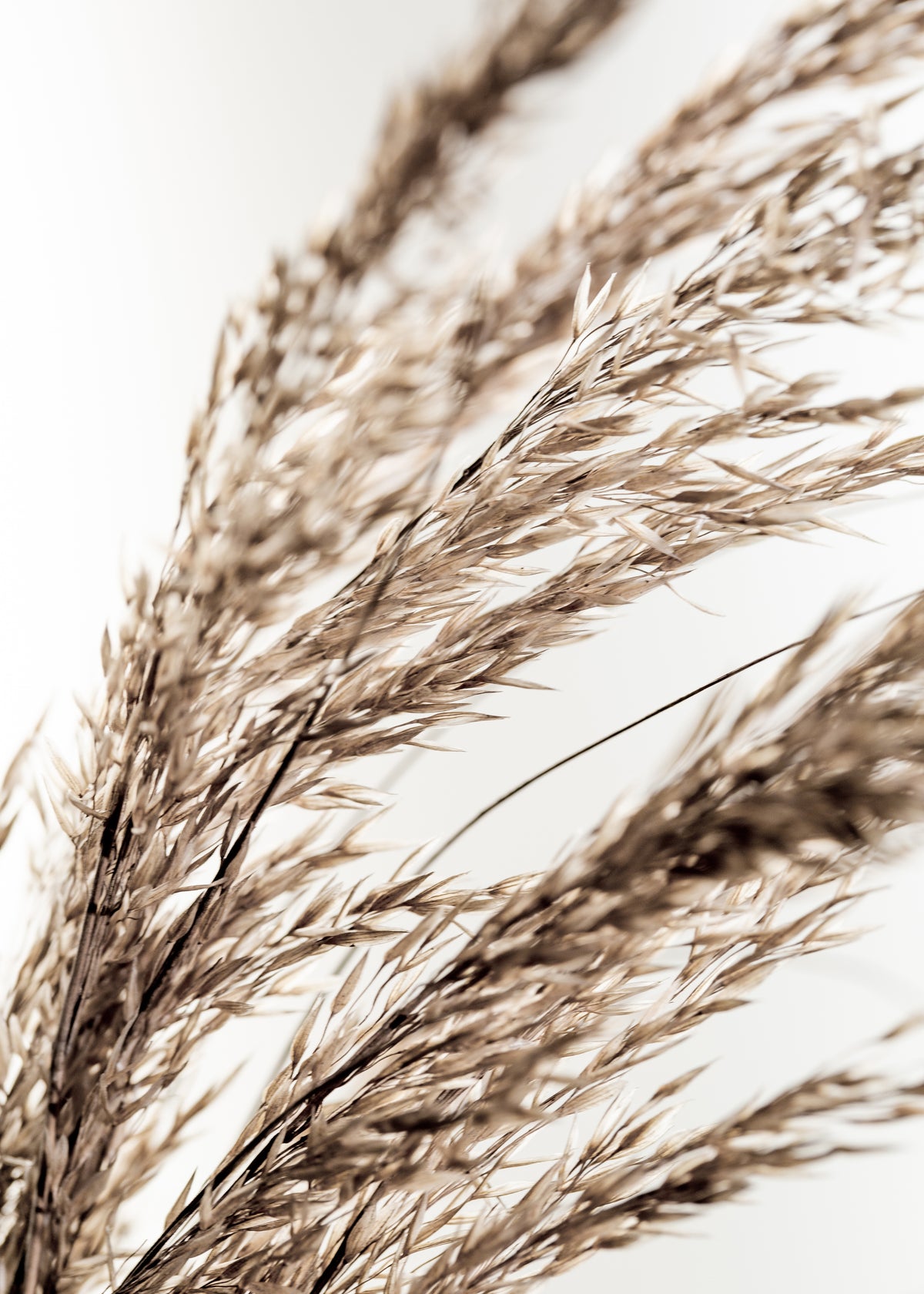 Grass 14 - Unframed art print