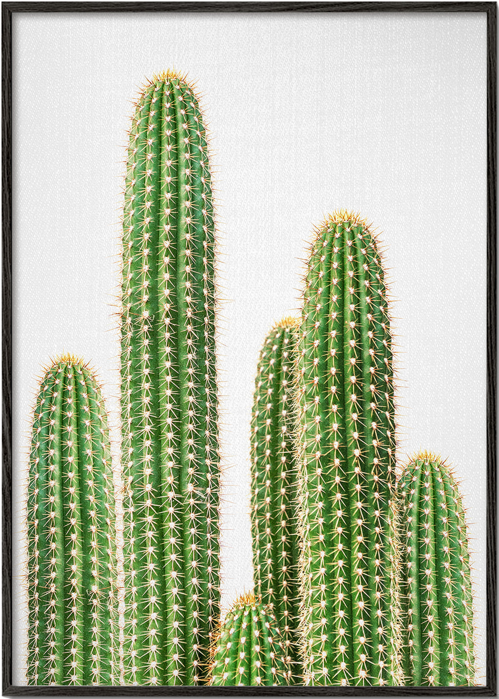 Cactus 2