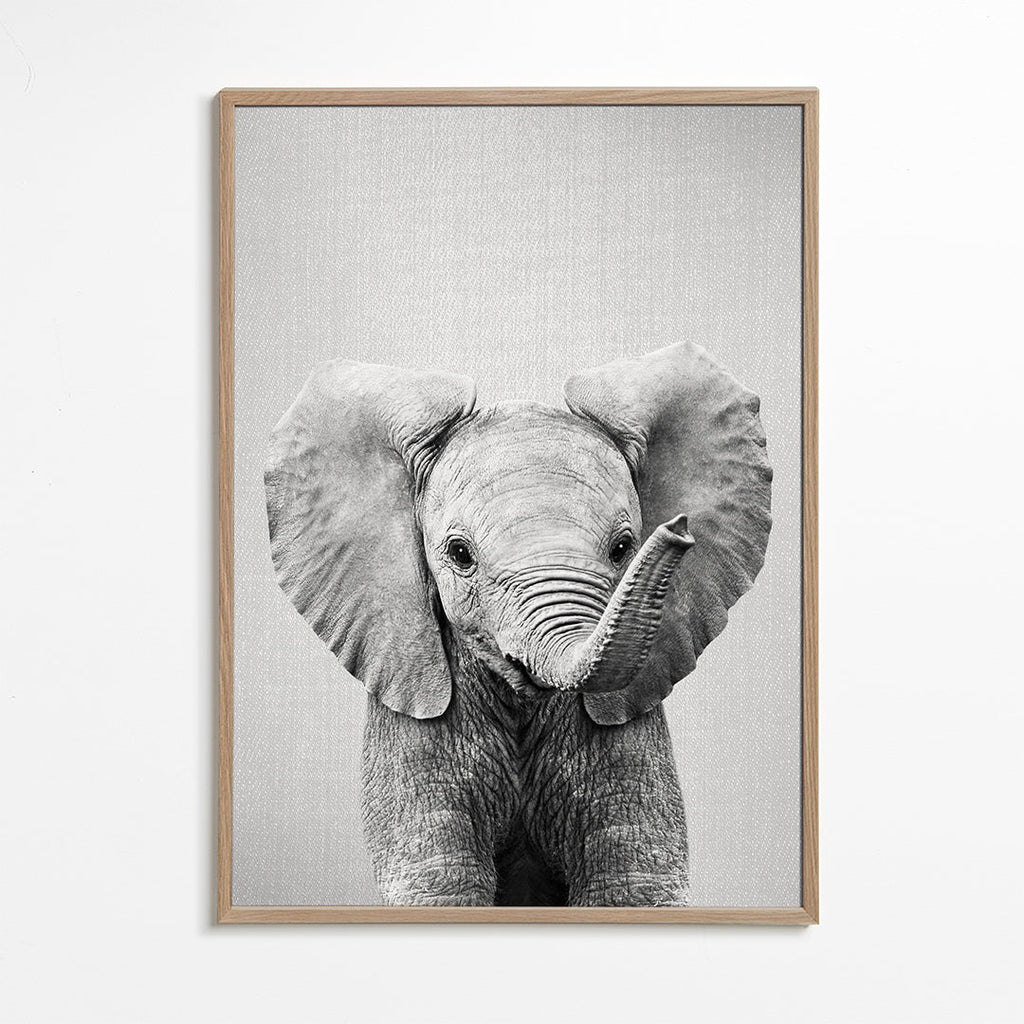 Baby Elephant - Black & White