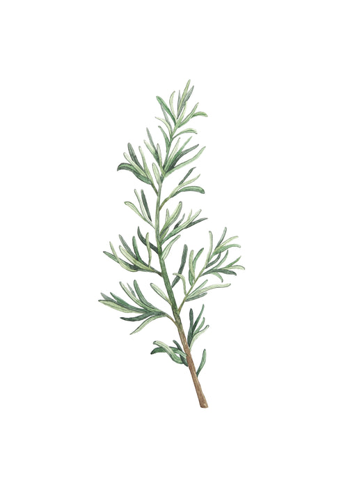 Rosemary Branch - Unframed art print