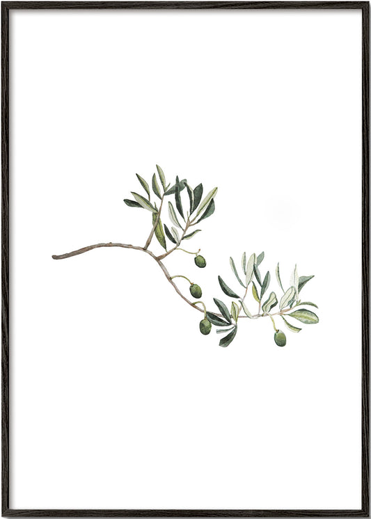 Green Olive Branch