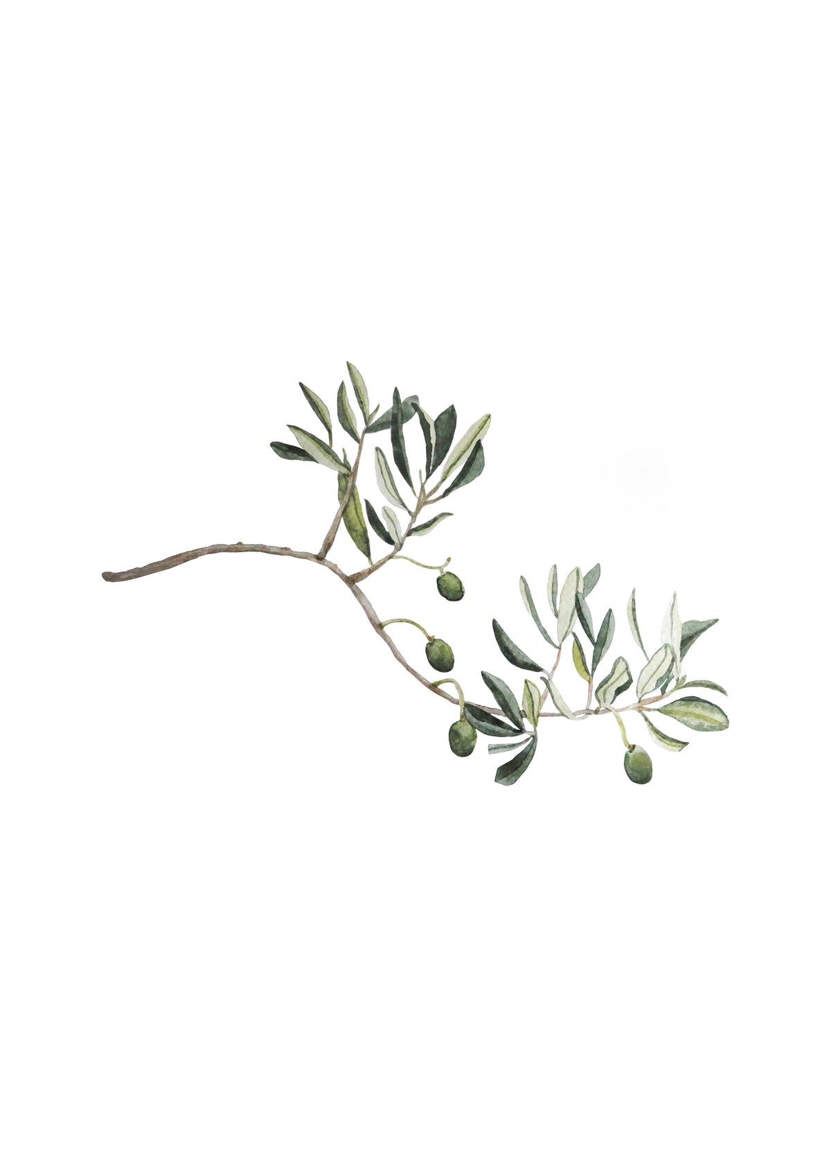Green Olive Branch - Unframed art print