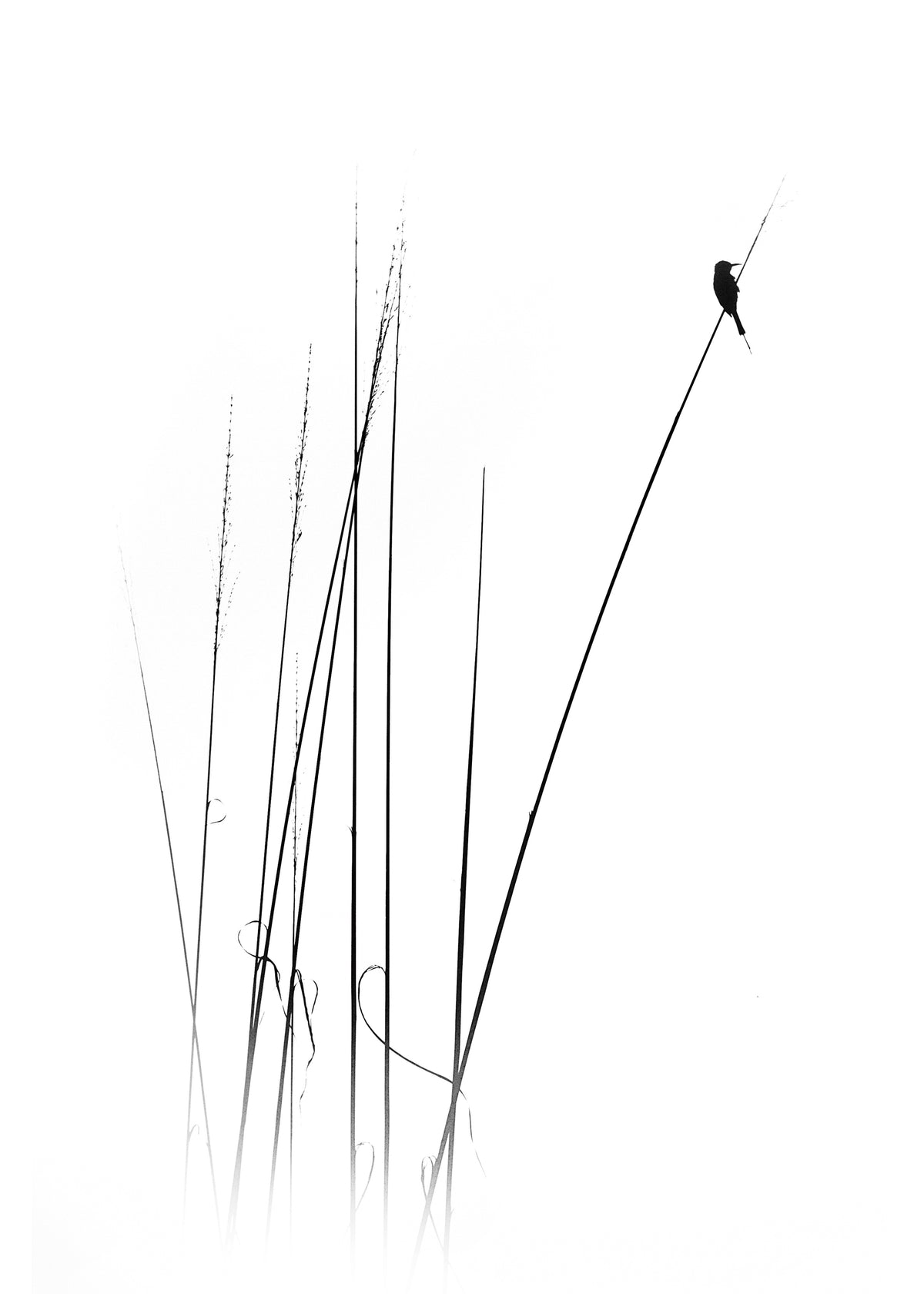 a sabbatical - Unframed art print