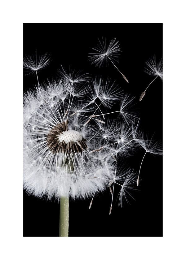 Dandelion Blowing - Bess Hamiti
