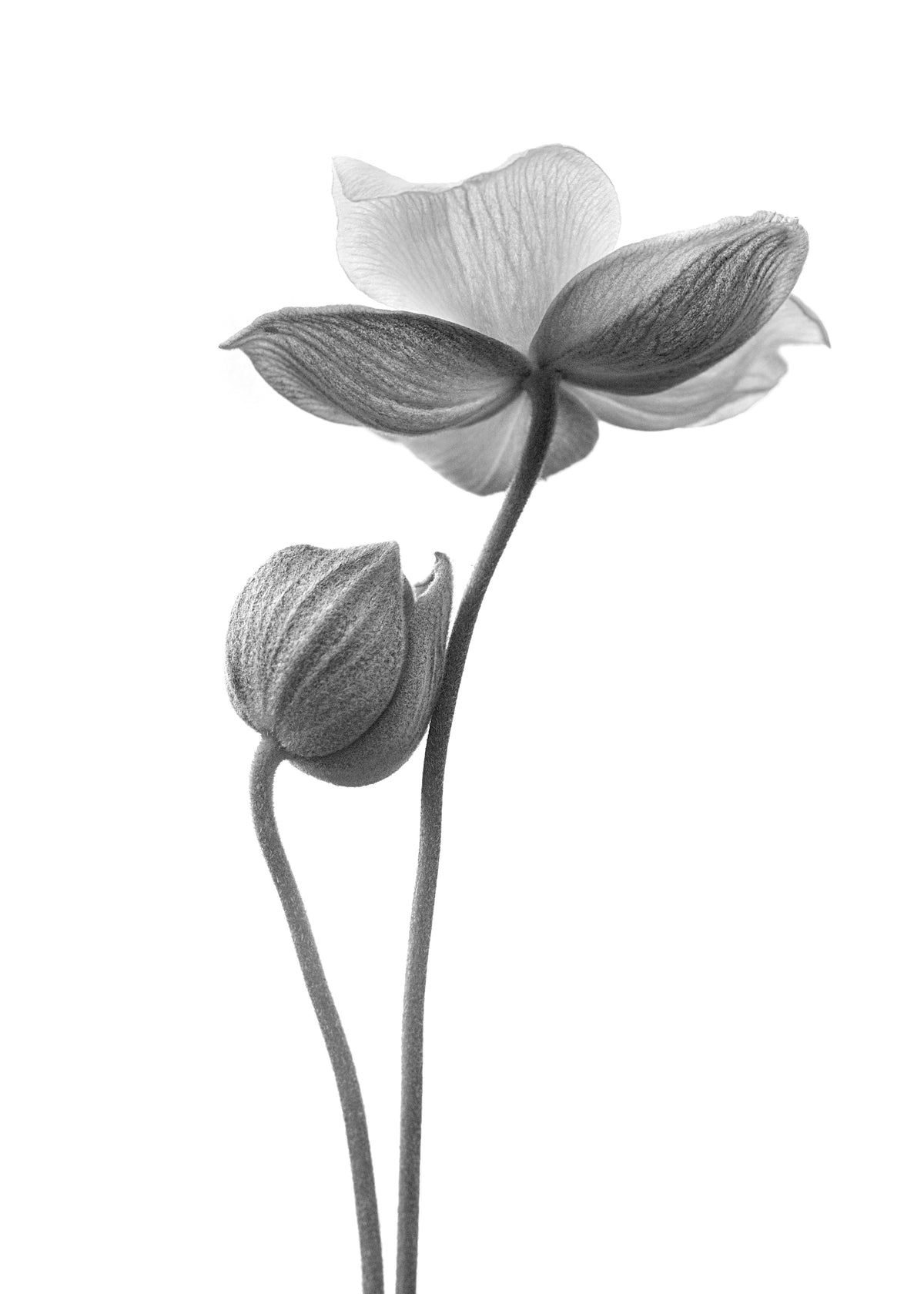 A little touch monochrome - Unframed art print
