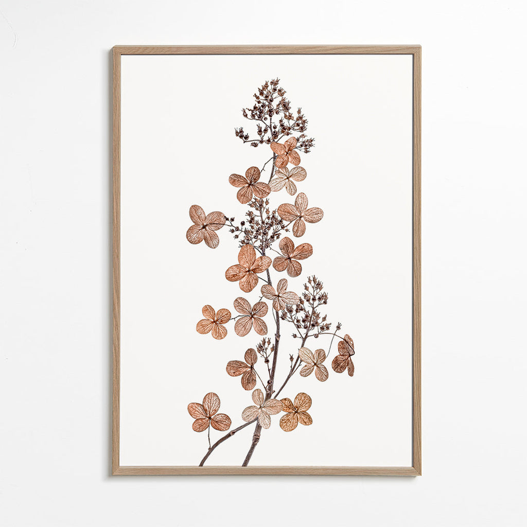 Hydrangea Paniculata - Mandy Disher