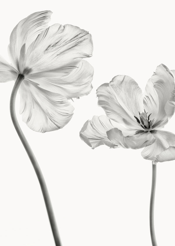 Same tulip  front and backview - Lotte Grønkjær