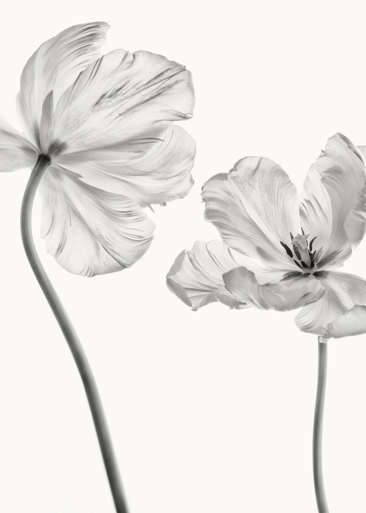 Same tulip front and backview - Unframed art print