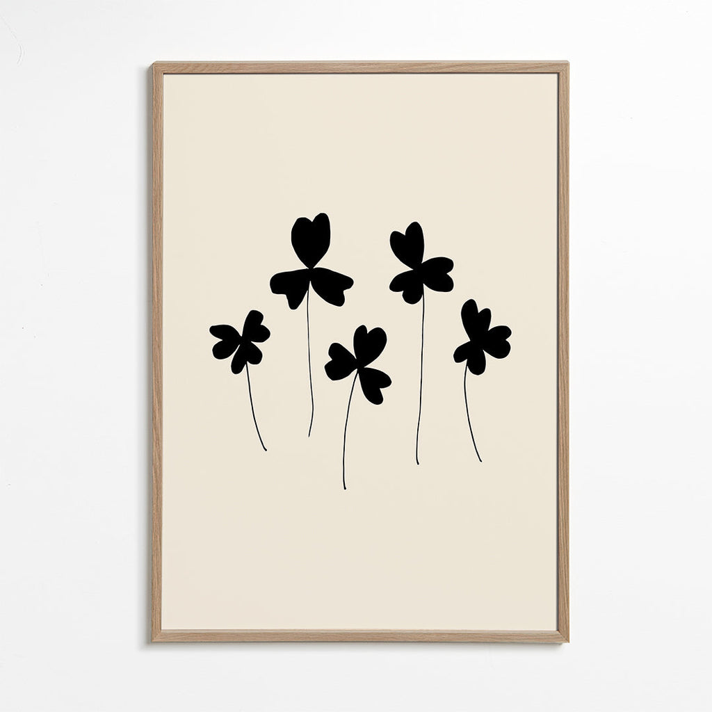 Black Sorrel - 1x Studio