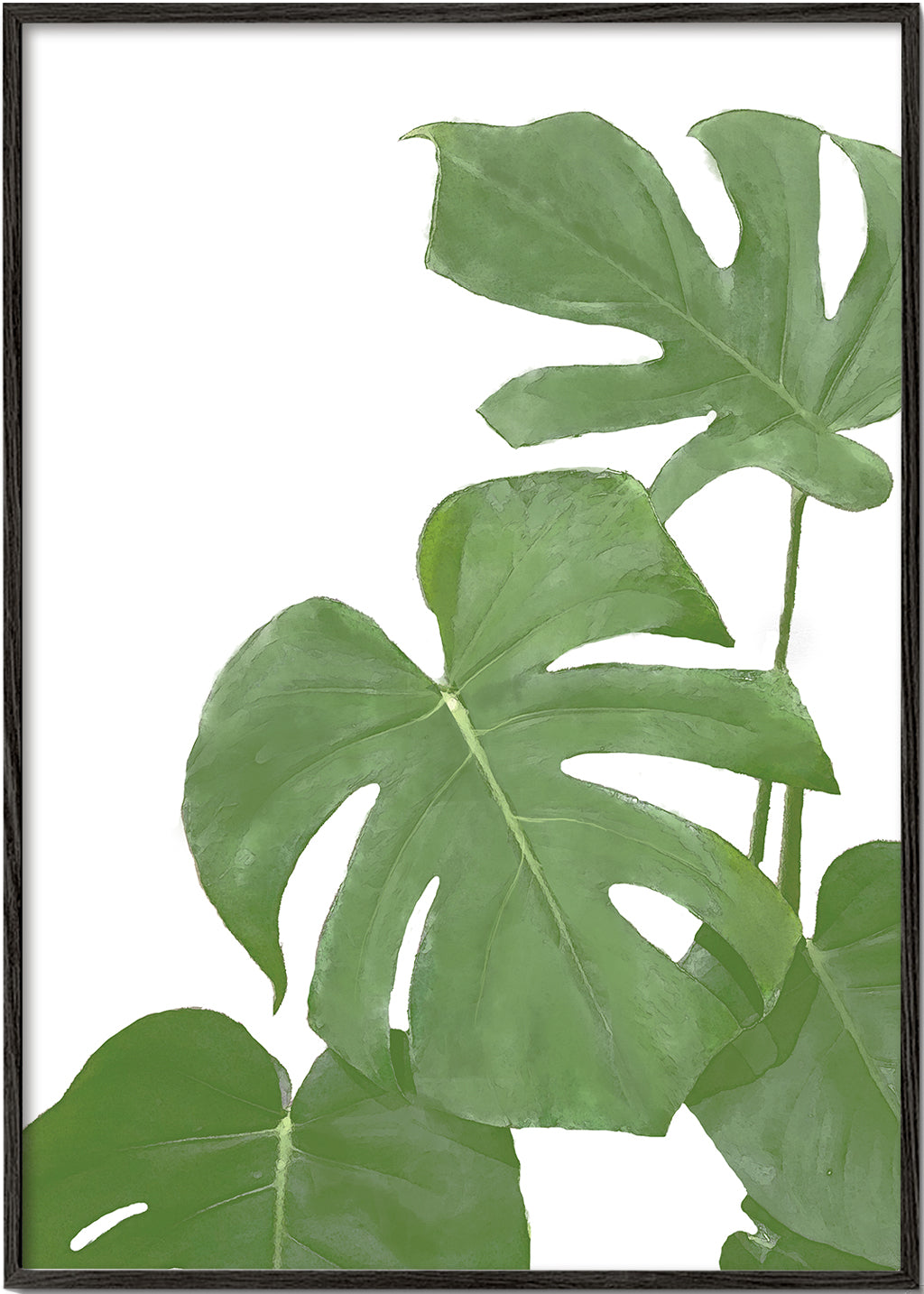 Monstera Green 03 - 1x Studio II