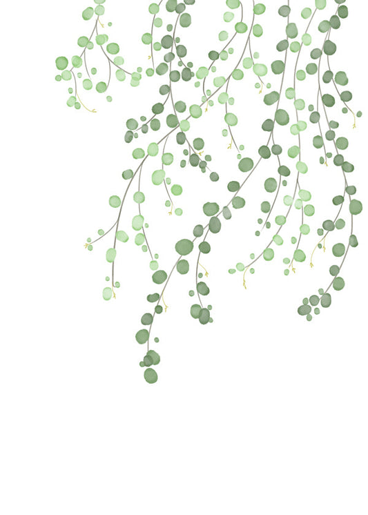 Birch Tree - 1x Studio II