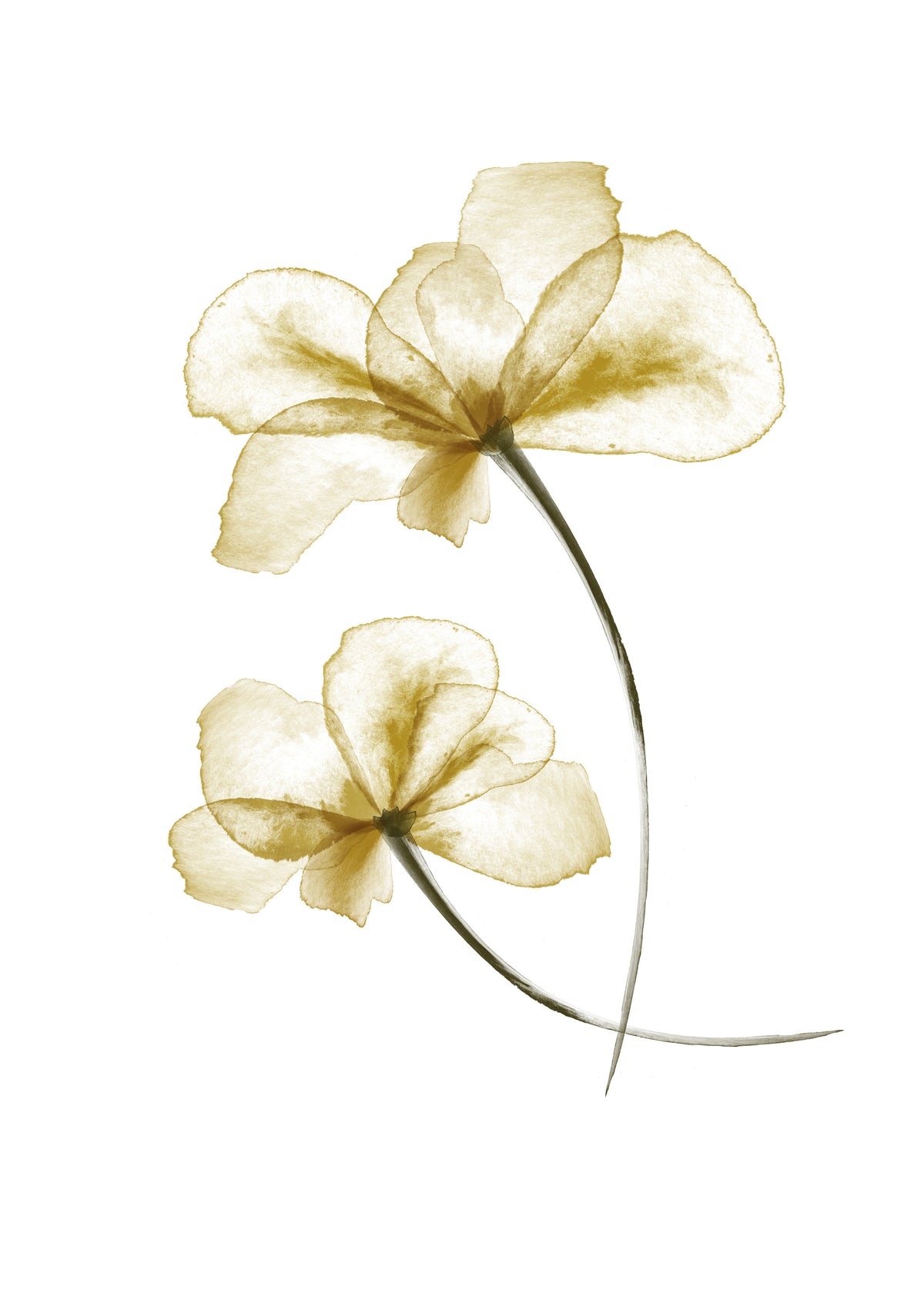 Pressed Flowers - Unframed art print