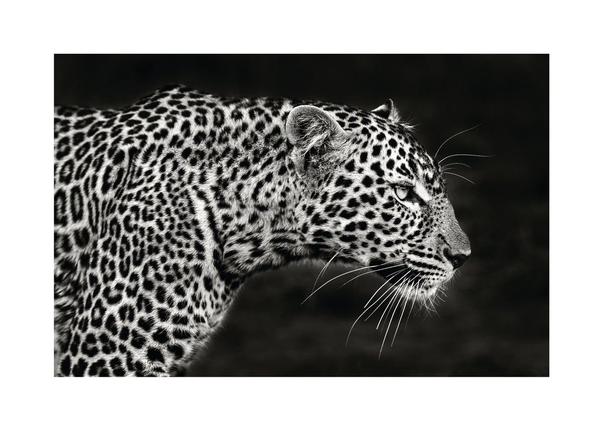 Leopard Close Up - Unframed art print