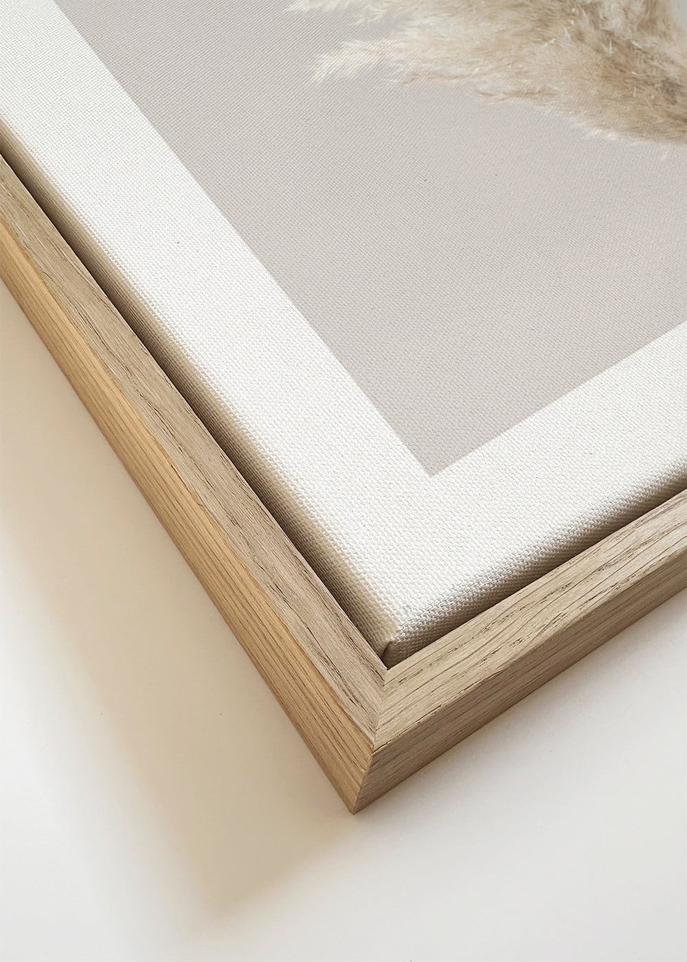 Pampas Grass Grey 02