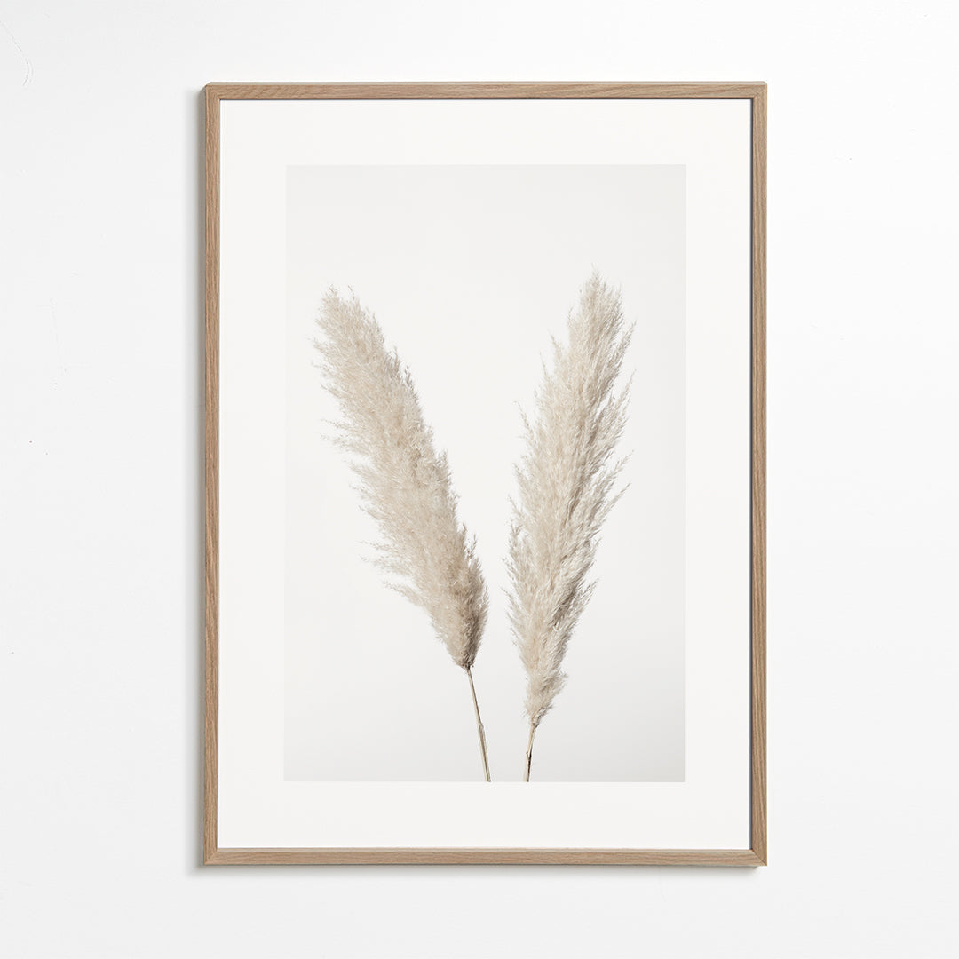 Pampas White