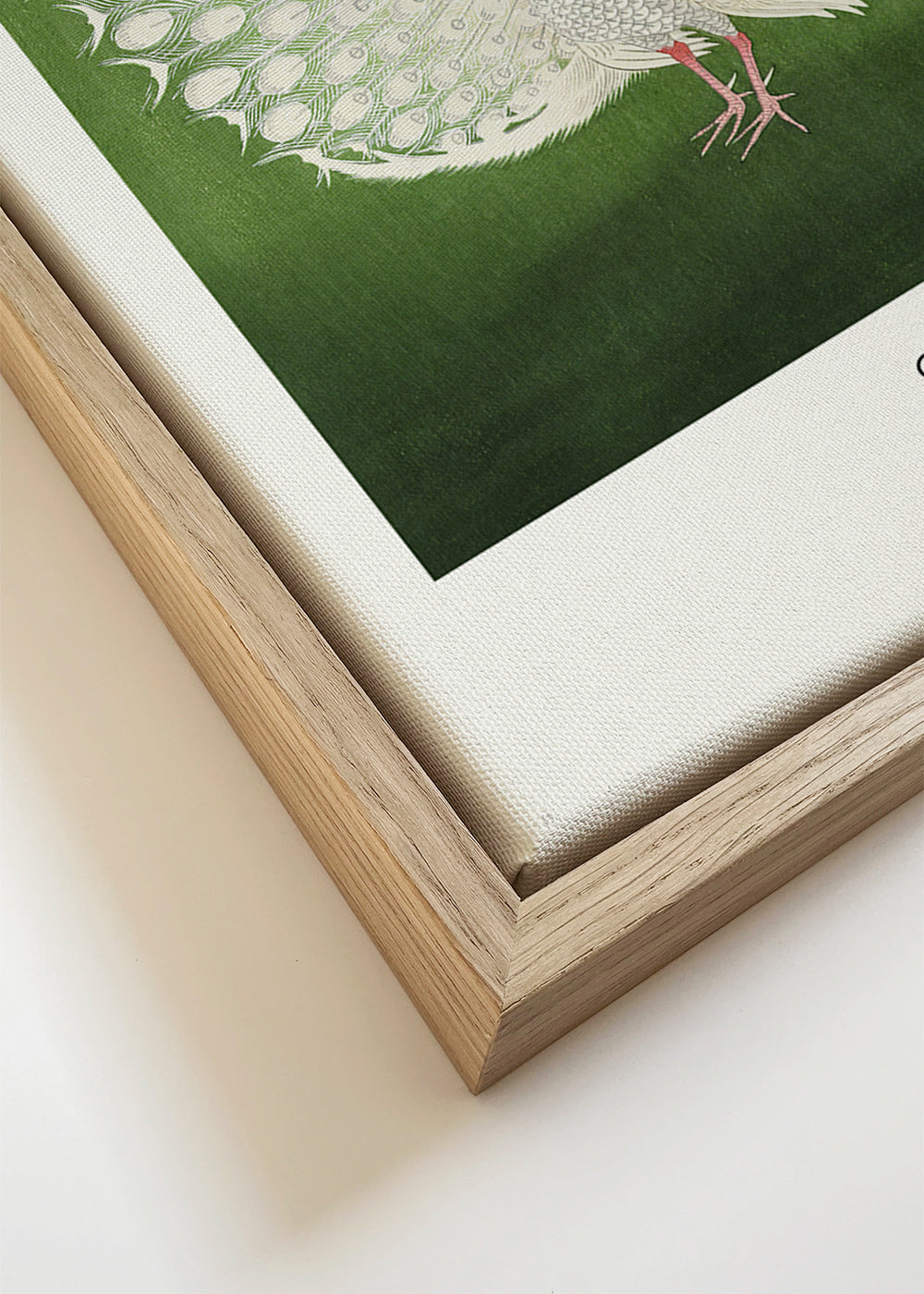 Peacock - Wide - Pictufy