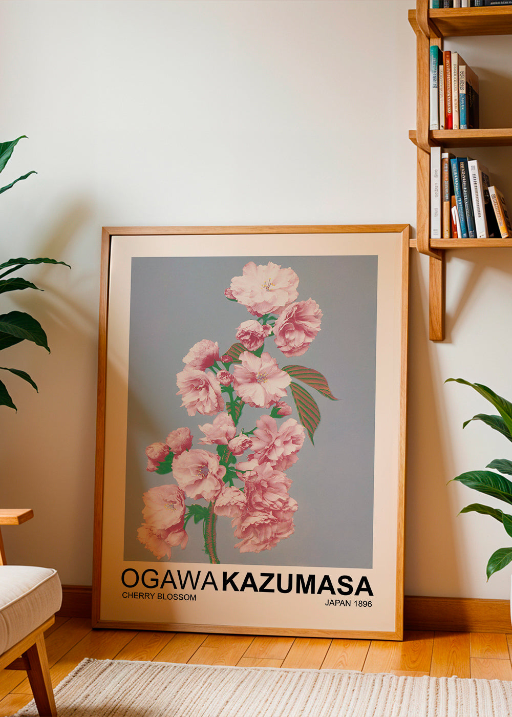 Cherry Blossom (Special Edition) - Ogawa Kazumasa