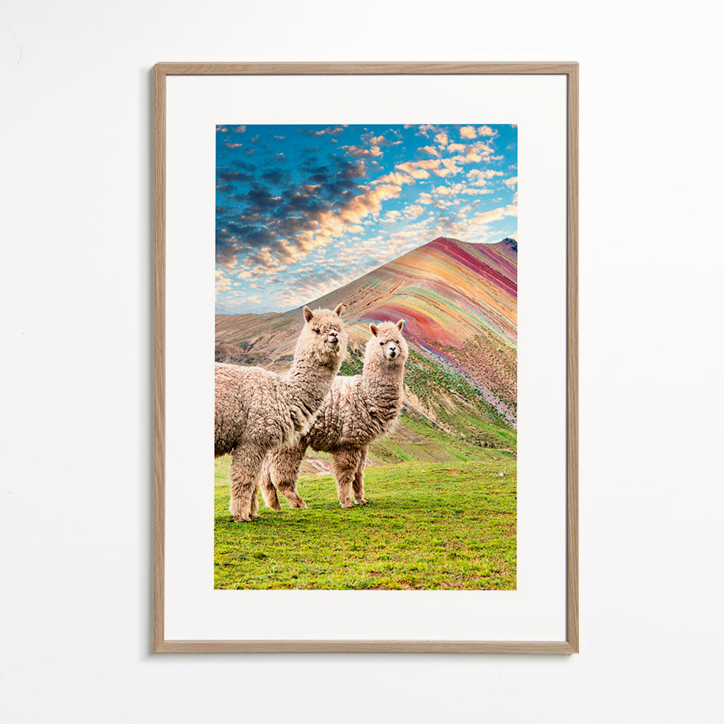 Kunstwerk Alpakas am Regenbogenberg – Oak Frame