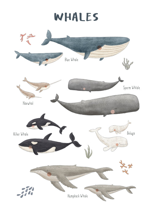 Ballenas fondo blanco (inglés) - Unframed art print
