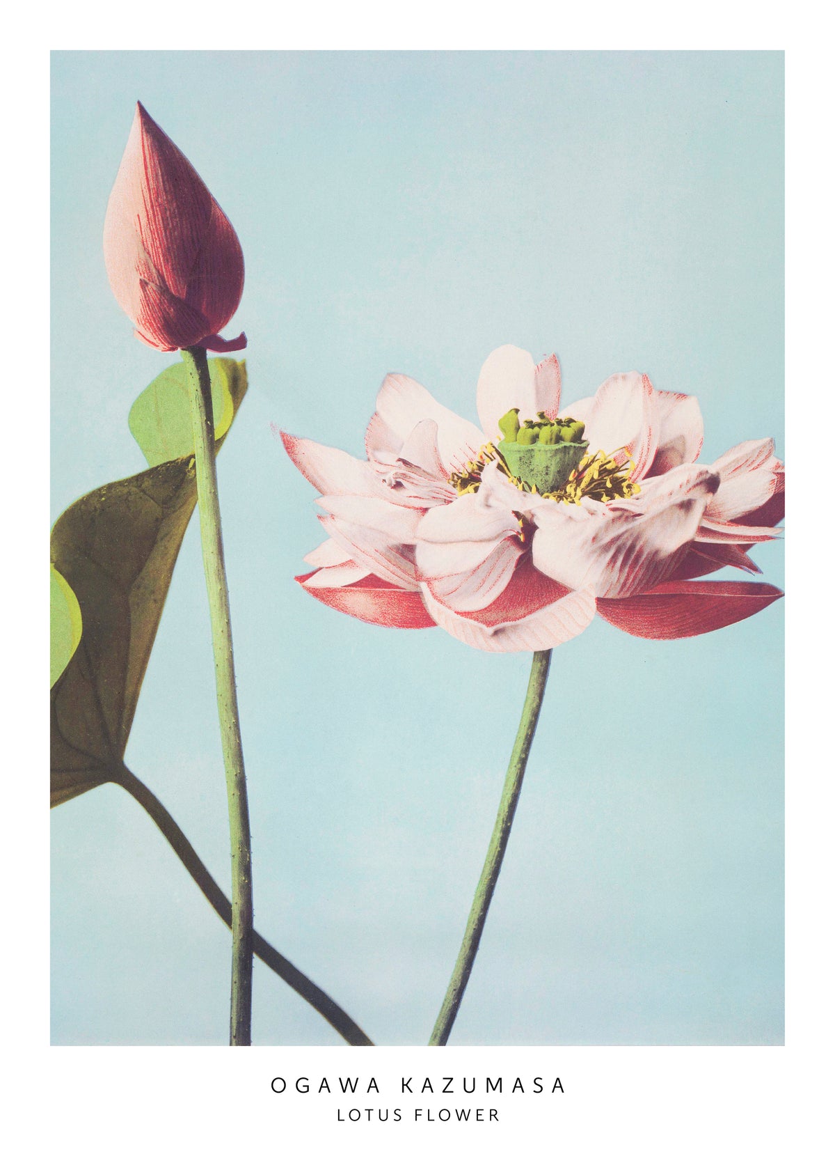 Ogawa Kazumasa Lotus Flowers - Unframed art print