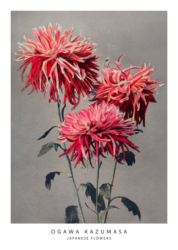 Ogawa Kazumasa JAPANESE FLOWERS