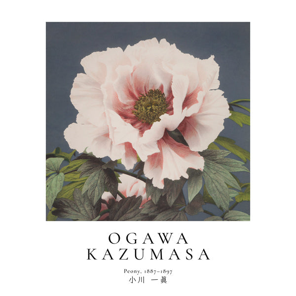 Peony by Ogawa Kazumasa - Square