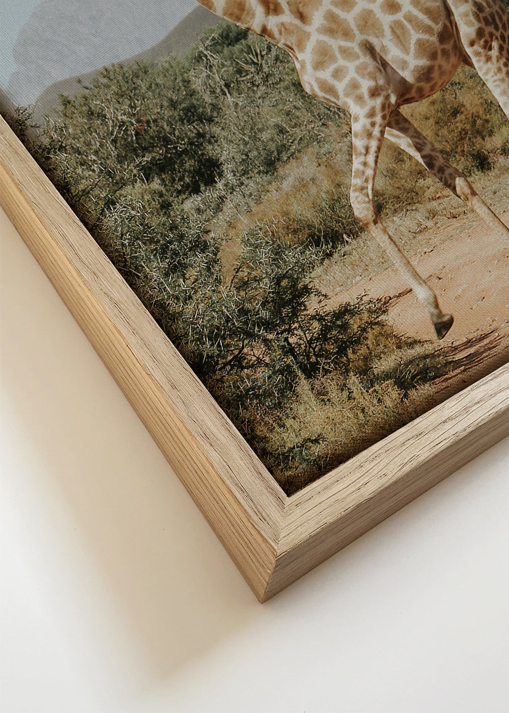 Giraffe photograph - Square