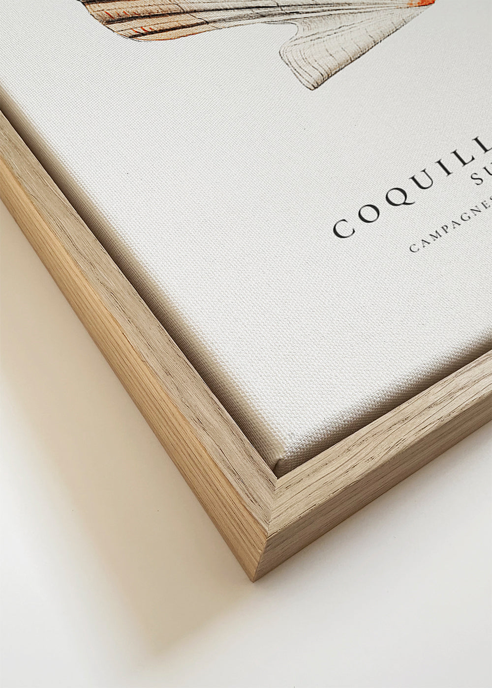 Seashell (coquille de coque) - Sealife Collection