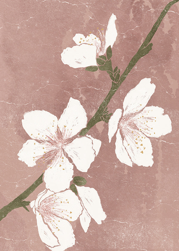 Lámina botánica con flor sobre fondo rosa