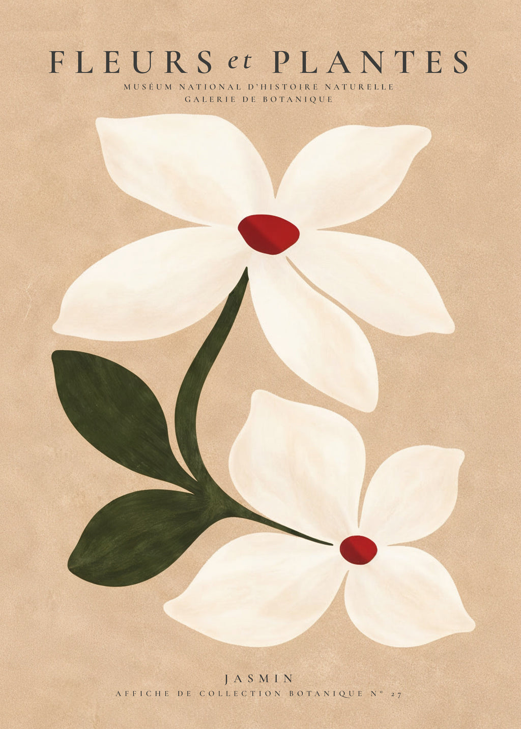 White Jasmine - Unframed art print
