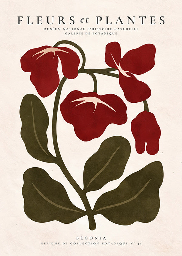 Botanischer Druck: Rote Begonie Grafik
